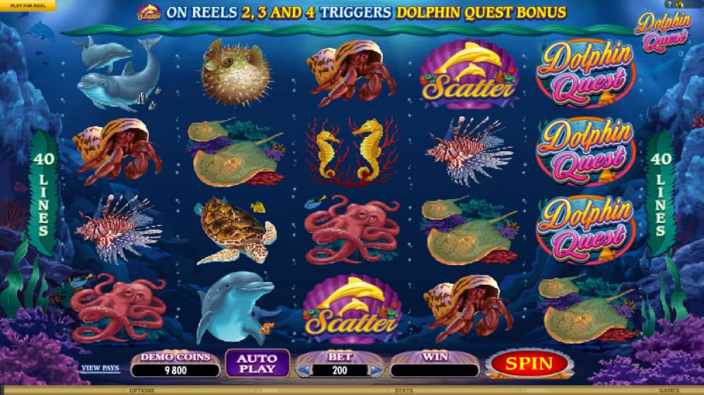 Dolphin Quest